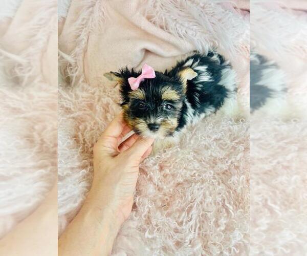 Medium Photo #10 Biewer Terrier Puppy For Sale in WEST PALM BEACH, FL, USA