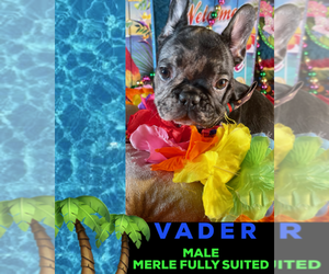 French Bulldog Puppy for sale in HEATHROW, FL, USA