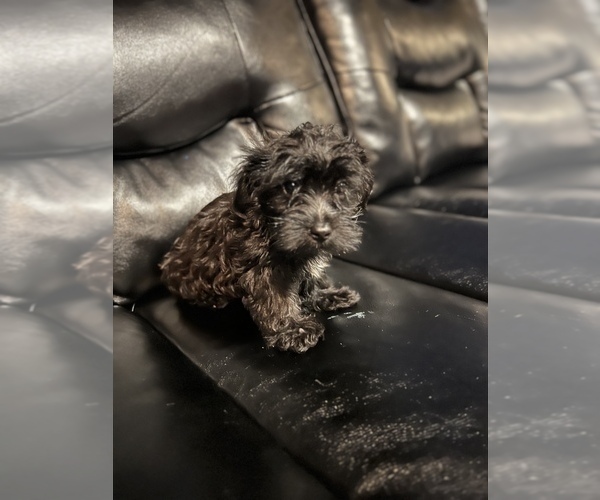 Medium Photo #11 Maltipoo Puppy For Sale in BRIDGEPORT, CT, USA