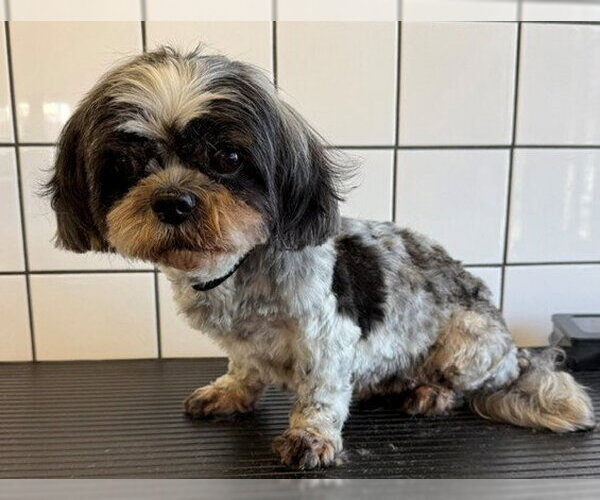 Medium Photo #1 Shih Tzu Puppy For Sale in Downey, CA, USA