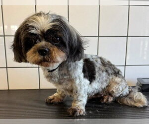 Shih Tzu Dogs for adoption in Downey, CA, USA