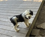 Small Photo #2 Australian Shepherd-Old English Sheepdog Mix Puppy For Sale in BROKEN BOW, OK, USA