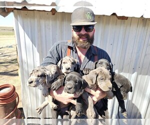 Great Dane Puppy for sale in HAMILTON, TX, USA