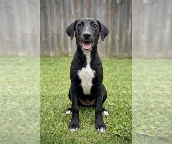 Medium Photo #2 Labrador Retriever-Unknown Mix Puppy For Sale in Grovertown, IN, USA