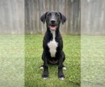 Small #1 Labrador Retriever Mix