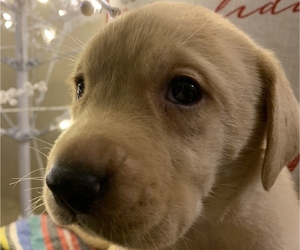 Medium Photo #9 Labrador Retriever Puppy For Sale in SPOTSYLVANIA, VA, USA
