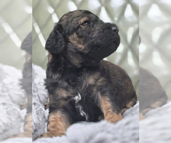Medium Photo #17 Poodle (Standard) Puppy For Sale in CONROE, TX, USA