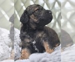 Small #7 Poodle (Standard)