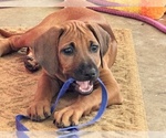 Small #29 Rhodesian Ridgeback