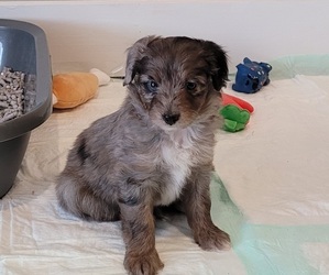 Aussiedoodle Miniature  Puppy for sale in CLYDE, TX, USA