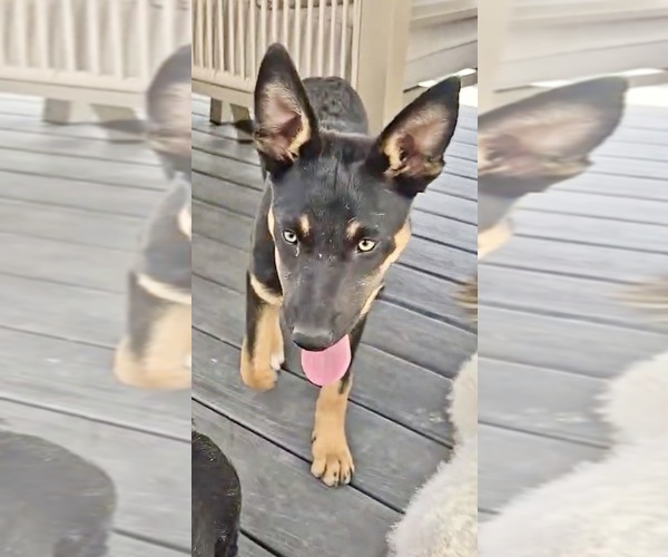 Medium Photo #4 Australian Kelpie Puppy For Sale in CAMAS, WA, USA