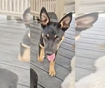 Small #3 Australian Kelpie