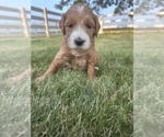 Small Photo #19 Goldendoodle Puppy For Sale in FREDERICA, DE, USA