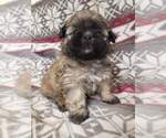 Small Photo #1 Shih Tzu Puppy For Sale in MOUNTAIN GROVE, MO, USA