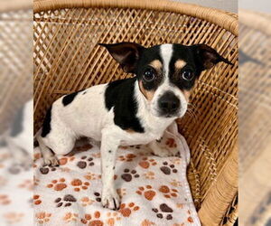 Medium Chihuahua Mix