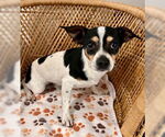Small Chihuahua Mix