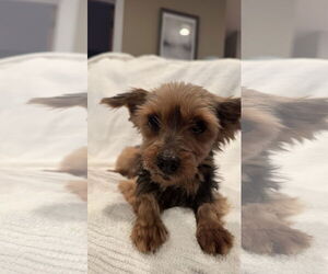 Mutt Dogs for adoption in Farmington, MN, USA