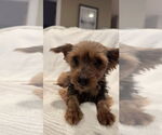 Small Mutt