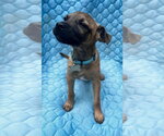 Small #3 Mountain Cur Mix