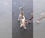 Small #7 Retriever  Mix