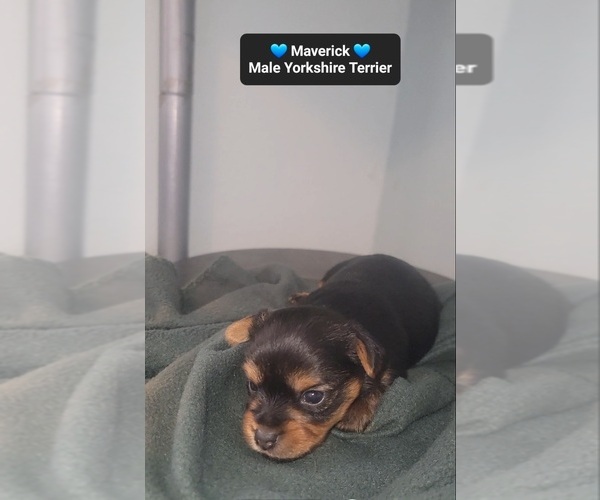 Medium Photo #3 Yorkshire Terrier Puppy For Sale in TUCSON, AZ, USA