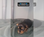 Small #2 Yorkshire Terrier