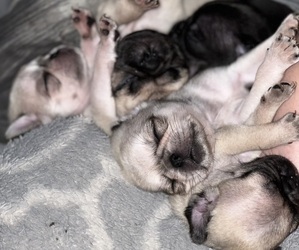 Pug Puppy for sale in MERIDEN, MN, USA