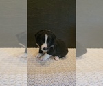 Puppy Brown Border Collie
