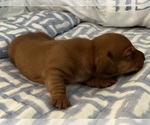 Small Photo #7 Dachshund Puppy For Sale in CLEARWATER, FL, USA