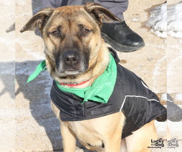 Medium Photo #5 Mutt Puppy For Sale in Washington, DC, USA