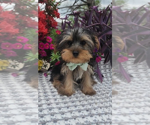Medium Photo #2 Yorkshire Terrier Puppy For Sale in INDIANAPOLIS, IN, USA