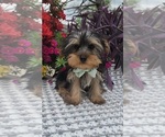 Small #1 Yorkshire Terrier