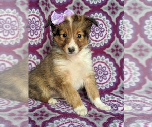 Shetland Sheepdog Puppy for sale in OXFORD, PA, USA