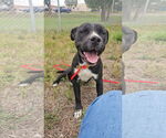 Small American Pit Bull Terrier Mix