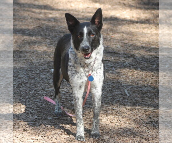 Medium Photo #1 Mutt Puppy For Sale in Paso Robles, CA, USA