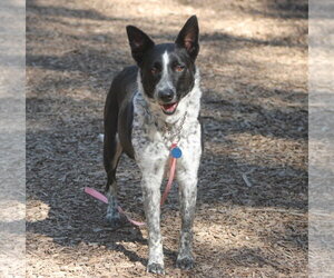 Mutt Dogs for adoption in Paso Robles, CA, USA