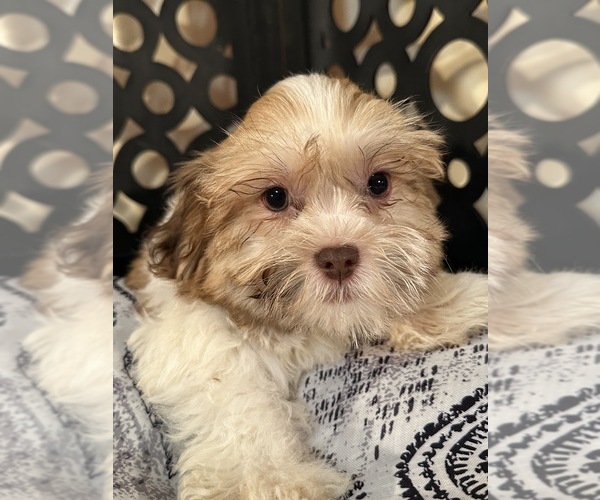 Medium Photo #2 Havanese Puppy For Sale in MOUNT VERNON, OH, USA
