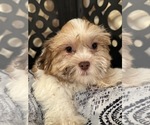 Bodie - Male Havanese Puppy for Sale - Photo #2