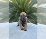 Small Photo #12 Dutch Shepherd Dog Puppy For Sale in LAS VEGAS, NV, USA