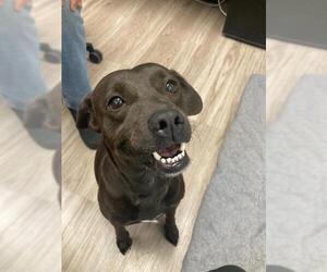 Labrador Retriever-Unknown Mix Dogs for adoption in Baytown, TX, USA