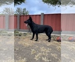 Small #53 German Shepherd Dog
