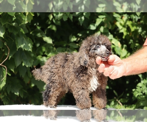 Medium Photo #16 Poodle (Miniature) Puppy For Sale in DYERSBURG, TN, USA