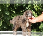 Small #15 Poodle (Miniature)