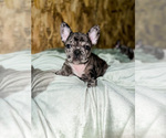 Small Photo #14 French Bulldog Puppy For Sale in GIG HARBOR, WA, USA