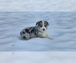 Puppy Blue Girl 2 Pembroke Welsh Corgi
