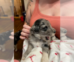 Small Photo #1 Aussiedoodle Puppy For Sale in LEXINGTON, GA, USA