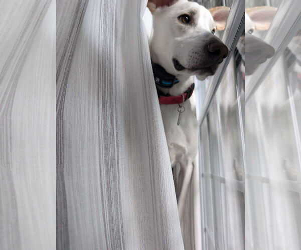 Medium Photo #6 Labrador Retriever-Whippet Mix Puppy For Sale in Shillington, PA, USA