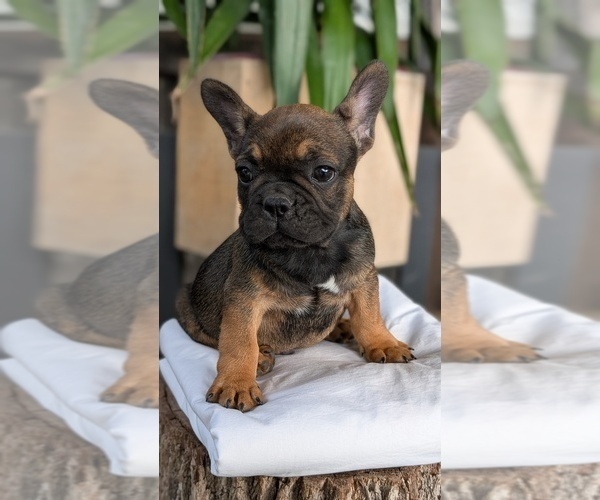 Medium Photo #6 French Bulldog Puppy For Sale in GOSHEN, IN, USA