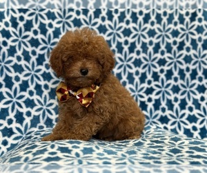 Cavapoo Puppy for sale in LAKELAND, FL, USA
