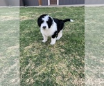 Small Photo #8 Sheepadoodle Puppy For Sale in CANYON, TX, USA